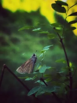Butterfly Perched on Leaf in Soft Light Fotos de archivo