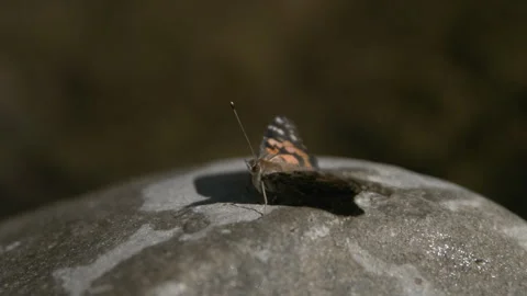 A Butterfly Perched on a Rock Stock Footage 270314859
