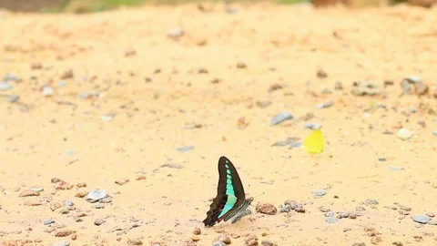 Butterfly perched on the sand Stock Footage 122181571