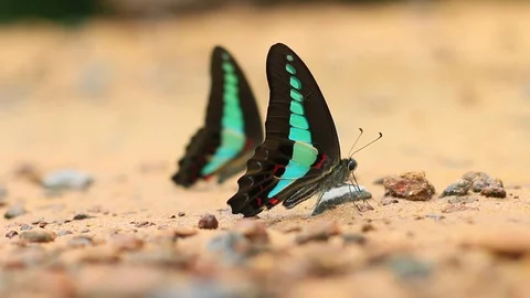 Butterfly perched on the sand Stock Footage 122181604