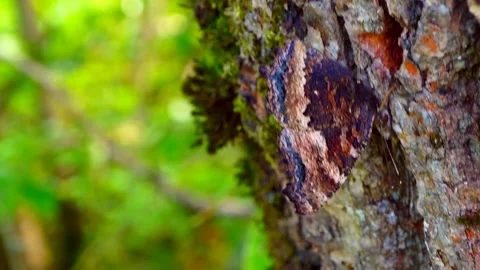 Butterfly perched on the side of a tree stretching its wings Stock Footage 153055498