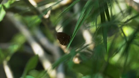A butterfly perched on a tree 库存影片 210734108