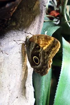 Butterfly perched on a tree trunk, showcasing intricate wing patterns. surrou Stock Photos