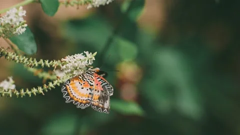 Butterfly perched on tree with white flowers eating flower pollen. Broken winged Video stock 222909313