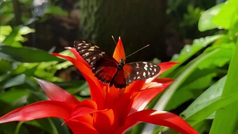 Butterfly perched on a vibrant red bromeliad flower in a lush tropical garden Stock Footage 329479188