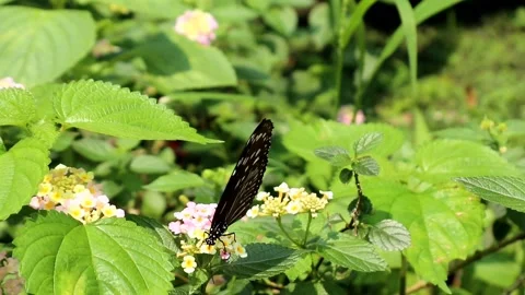 A butterfly that is perching on a flower Stock Footage 221827275