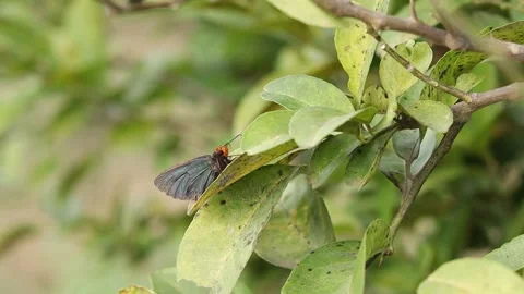 Butterfly perching on a flower HD Stock Footage 168043213
