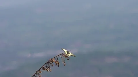 Butterfly perching on a plant stem Stock Footage 76003017