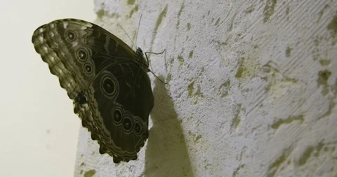 Butterfly perching on white wall Stock Footage 97587344