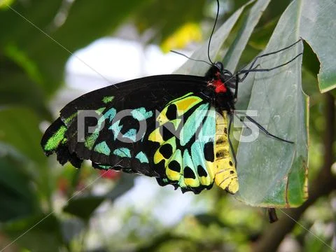 Butterfly Stock Photos