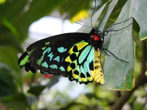 Butterfly Stock Photos