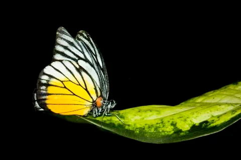 Butterfly Stock Photos