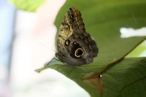 Butterfly Stock Photos