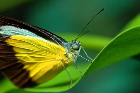 Butterfly Stock-Fotos