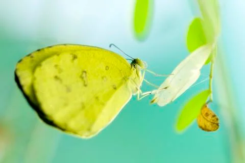 Butterfly Stock Photos