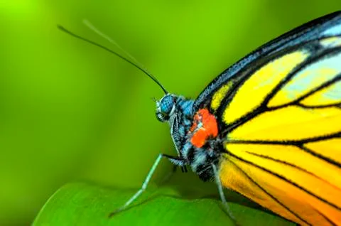 Butterfly Stock Photos