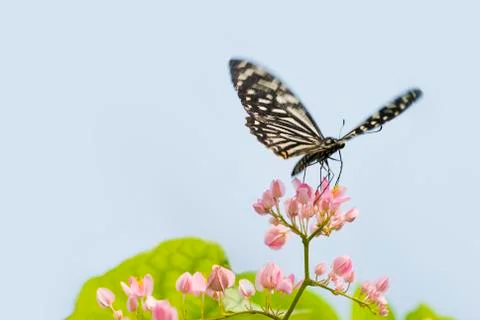 Butterfly Stock Photos