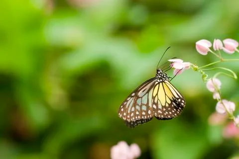 Butterfly Stock Photos