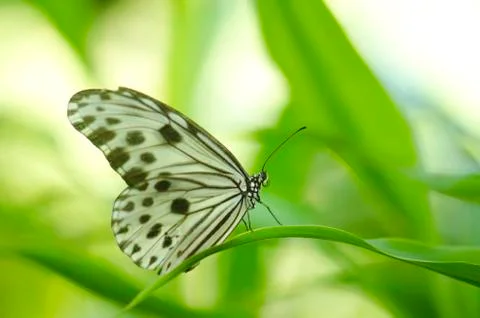 Butterfly Stock Photos