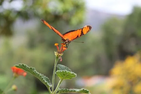 Butterfly Foto stock