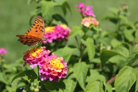 Butterfly Foto stock