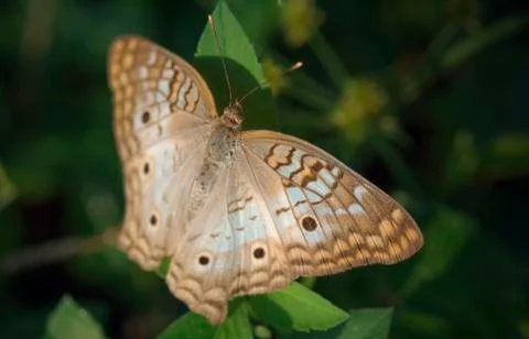 Butterfly Stock Photos