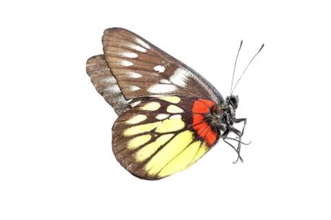 Butterfly Stock Photos