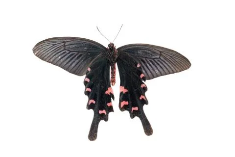 Butterfly Stock Photos