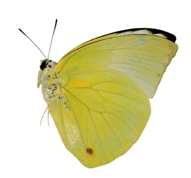 Butterfly Foto stock