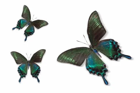 Butterfly Stock Photos