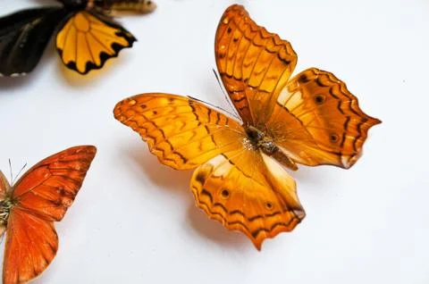 Butterfly Stock Photos