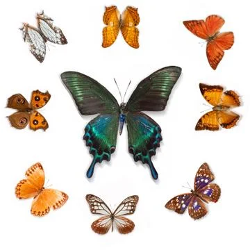 Butterfly Stock Photos