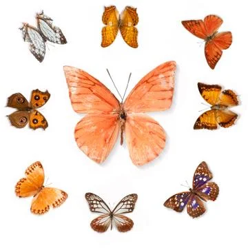 Butterfly Stock Photos