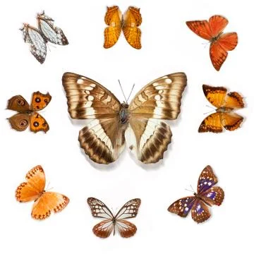 Butterfly Stock Photos