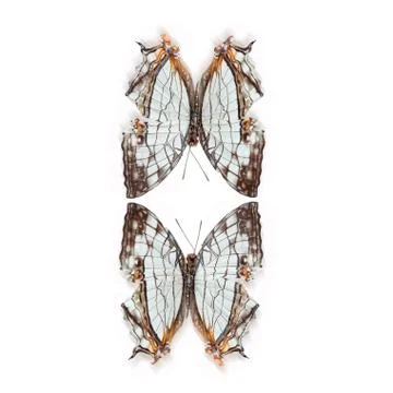 Butterfly Stock Photos