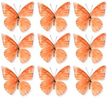 Butterfly Stock Photos