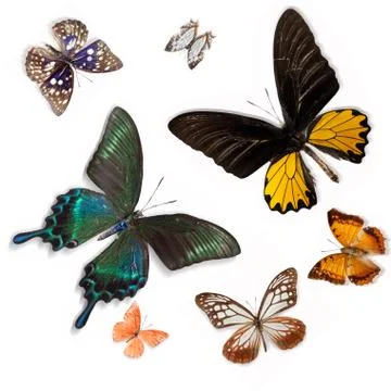 Butterfly Stock Photos
