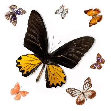 Butterfly Stock Photos