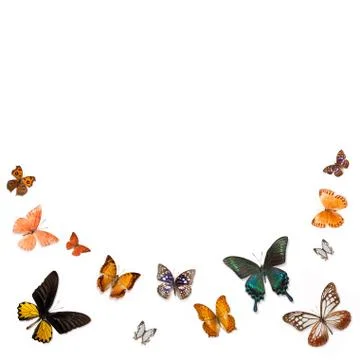 Butterfly Stock Photos