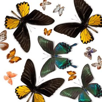 Butterfly Stock Photos