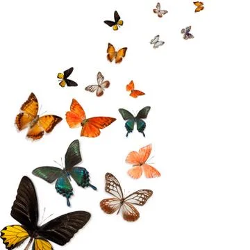 Butterfly Stock Photos