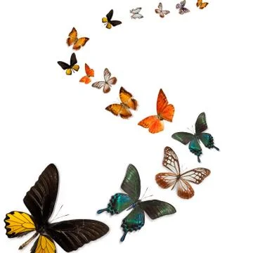 Butterfly Stock Photos