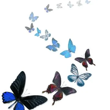Butterfly Stock Photos
