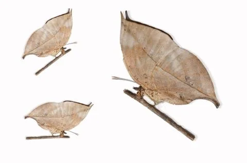 Butterfly Stock Photos