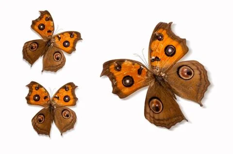 Butterfly Stock Photos