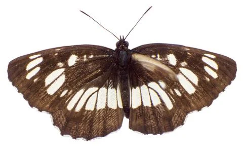 Butterfly Stock Photos