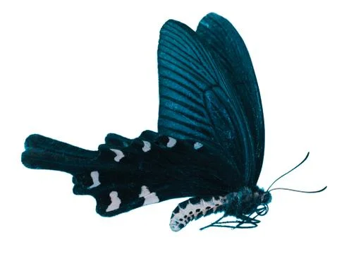 Butterfly Stock Photos