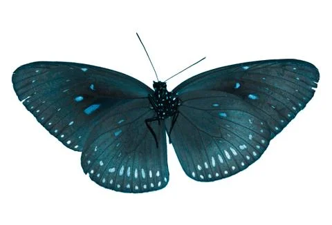 Butterfly Stock Photos