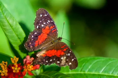 Butterfly Foto stock