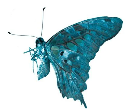 Butterfly Foto stock